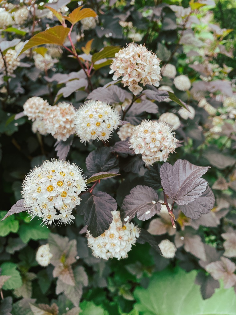 Common ninebark. From motonarb.org: a cold hardy, tough, native shrub for mixed borders. Pinkish-white flower clusters in late spring, persistent seed capsules and exfoliating bark adds to the seasonal interest. Foliage of cultivars varies in size and color from purple to lime green.