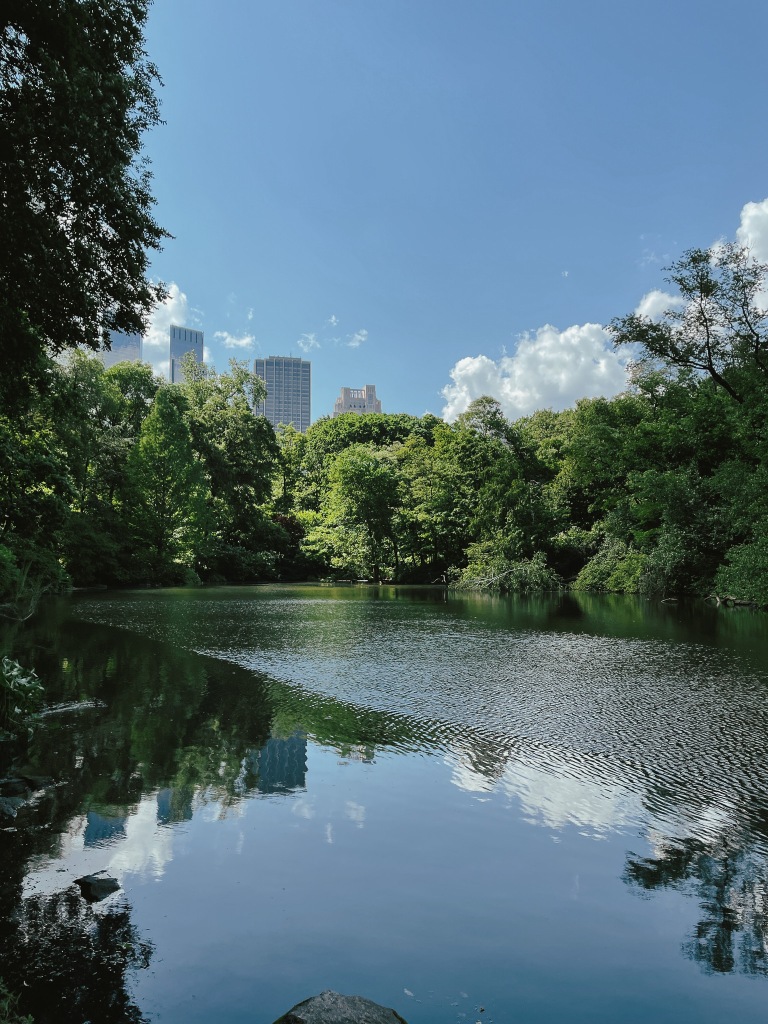 Central Park in the throes of early summer. The Pond is surrounded by lush foliage: trees, bushes, and shrubs that dip into the pond. Beyond are the tops of skyscrapers framed by fluffy white clouds. The Pond has ripples caused by wind. It is a bright and sunny day with blue skies.