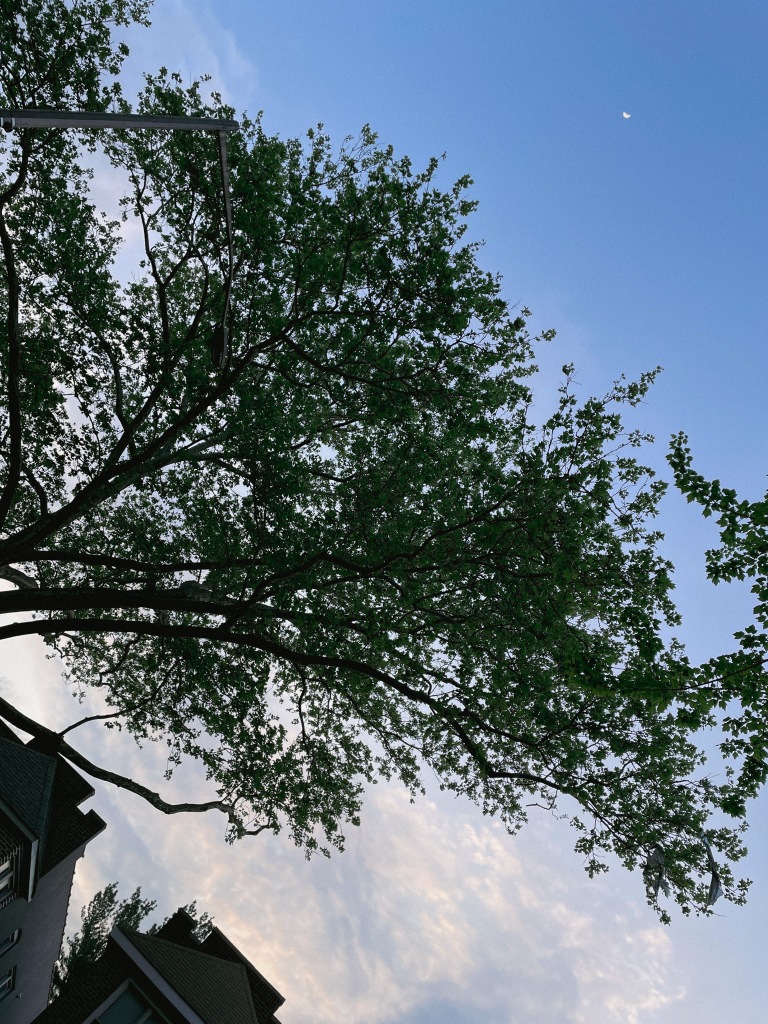 An upward shot of a tree, its leaves reaching up into the almost-evening sky. The crescent moon is out and sitting in the top-right corner.